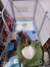 碧影柴犬幼犬寵物狗狗活體小狗活物幼崽小豆柴家養狗崽日本柴犬純種寵物級 精品柴犬弟弟 曬單實(shí)拍圖