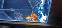 吉印i7plus魚(yú)缸燈rgb紅色火紅蝴蝶鯉專(zhuān)用燈led防水照明增艷觀(guān)賞專(zhuān)業(yè)燈 73cm白金燈23.7W適用73-85cm缸 曬單實(shí)拍圖