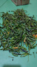 格沃斯（GEWOSI）新鮮青米椒小米辣椒現(xiàn)摘廣西小剁椒超辣朝天椒特辣青泡椒 新鮮青米椒 5斤 曬單實(shí)拍圖