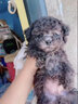 優(yōu)寵奇派泰迪狗幼犬活體活犬貴賓犬純種寵物狗泰迪犬香檳色小型犬茶杯體 寵物級(jí) 白色 弟弟 曬單實(shí)拍圖