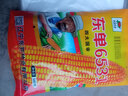 細辛批發(fā)雙胞胎高產(chǎn)玉米苞谷種紅軸大棒大馬牙紫桿紫根黃金糧抗倒抗銹 東單6531一斤裝三分地 曬單實拍圖