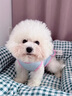 阿莫爾狗狗衣服夏季清涼冰絲背心貓咪衣服防掉毛防曬小型犬比熊小狗衣服 清新綠【冰爽透氣帶牽引扣】 XS(建議1-3斤具體參考胸圍背長(cháng)) 曬單實(shí)拍圖