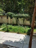 41%草甘膦異丙胺鹽50斤除草劑草銨膦果園荒地茶園除雜草爛根農(nóng)藥 25kg 曬單實(shí)拍圖