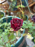 黑巴克玫瑰花苗月季花苗四季開花帶花苞盆栽老樁樹苗花種花卉大 云南發(fā)黑巴克中苗130#原土盆月月開云南包對版 曬單實拍圖
