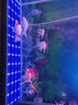 金利佳（Jeneca） 魚缸專用背景紙水族箱高清背景畫魚缸背景圖 龜缸大魚缸貼紙壁紙 高80長(zhǎng)122(厘米) 曬單實(shí)拍圖