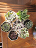花琴多肉植物盆栽組合套裝桌面l綠植花卉盆栽7棵含六角盆拖源頭直發(fā) 曬單實(shí)拍圖