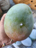 譯優(yōu)農四川攀枝花凱特芒 新鮮水果特大青芒果大臉芒青皮甜芒 當季生鮮 帶箱9.5-10斤精選大果 曬單實(shí)拍圖