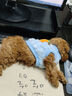 井莎泰迪犬泰迪狗活犬幼犬茶杯犬寵物狗狗活體貴賓犬迷你玩具體 寵物級 公 曬單實拍圖