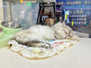 妙多乐(KITTEN CHOW)幼猫猫粮1.5kg 黄金配比小金袋 实拍图