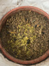 七抒蓮花苗池塘大型觀(guān)賞荷花苗水生種藕苗蓮藕種苗盆栽荷花卉蓮藕苗 荷花[混發(fā)4顆蓮藕種苗發(fā)貨](méi) 曬單實(shí)拍圖