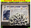 滇鄉寶云南新鮮干巴菌 本地小哨干巴菌菇野生菌菇干巴革菌馬牙菌送禮 新鮮干巴菌出口級250g 曬單實(shí)拍圖