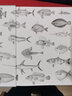 500種中國常見(jiàn)海洋魚(yú)類(lèi)快速識別圖鑒 常見(jiàn)的魚(yú)類(lèi)到珍稀的深海生物 外觀(guān)的識別特征 魚(yú)類(lèi)物種鑒定分類(lèi) 常見(jiàn)海洋魚(yú)類(lèi)識別方法的科普書(shū) 曬單實(shí)拍圖
