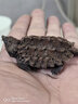 原種大鱷大型鱷龜大小雜活體人工養殖寵物觀(guān)賞龜大型鱷龜 高級精品純種大鱷有紅蚯蚓會(huì )釣魚(yú)，挑龜：tiyia9 5-6cm冷水單獨精養可冷水過(guò)冬 曬單實(shí)拍圖