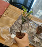 小葉紫檀盆景樹(shù)樁室內(nèi)客廳植物黑檀木老樁綠植盆栽 大號(hào)獨(dú)桿含盆高35-40左右 原盆原土 曬單實(shí)拍圖