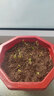武竹子桌面陽臺盆栽植物花卉四季播種小森林萬年青 武竹種子100粒 曬單實拍圖