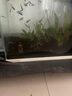 魚官兒 魚官兒紅鼻剪刀白金紅鼻群游魚適合新手好養(yǎng)小型淡水草缸燈魚 2-2.5cm紅鼻剪刀28條+2抵損 曬單實(shí)拍圖