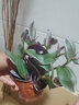 中夢(mèng)水培植物紫露蘭盆栽室內(nèi)辦公室花卉水養(yǎng)粉掌油畫(huà)婚禮吊蘭 油畫(huà)婚禮【不含花瓶】 曬單實(shí)拍圖
