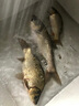 川澤高靈敏鯽魚(yú)漂醒目陰天尾浮漂頓口漂翻身快抗走水魚(yú)標漁具鯉魚(yú)野釣 CA-01(3號) 吃鉛1.7克 陰天尾 高靈敏葫蘆漂陰天尾 曬單實(shí)拍圖
