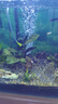森森（SUNSUN）氧氣泵魚(yú)缸增氧泵養魚(yú)增氧機小型家用加氧泵 6W雙孔氧氣泵+4米氣管+2止逆閥+2氣泡石 曬單實(shí)拍圖