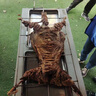 抱年高檔內(nèi)蒙古錫林郭勒蘇尼特羊肉  蘇尼特羔羊羊排  整只蘇尼特羊 40斤整只蘇尼特羔羊【可備注分割】 曬單實拍圖