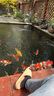 高夠力（HIKARI）日本櫻花飼料高夠力錦鯉魚飼料增體魚糧增艷不渾水魚食 15kg育成L大粒8mm（上浮料） 曬單實拍圖