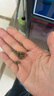 保拿仕魚糧錦鯉配合飼料 觀賞金魚魚食育成色揚 上浮不渾水錦鯉魚飼料 錦鯉育成糧480g 中粒（袋裝） 曬單實拍圖