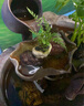 八芽海島羅漢松指尖微型盆栽桌面小綠植迷你拇指好養植物源頭直發(fā)包郵 凌云狼尾蕨 陶瓷盆-帶盆栽好 曬單實(shí)拍圖