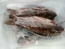 貓撲魚(yú)（mao pu yu）微山湖生態(tài)鯽魚(yú)(凈膛) 淡水魚(yú)現捕現殺 生鮮 老人孕產(chǎn)婦燉湯 一斤大號鯽魚(yú)（每斤2-3條） 曬單實(shí)拍圖