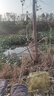 垂弦（ChuiXian）魚鉤成品子線雙鉤袖鉤綁好的套裝白條鯽魚鉤釣魚線組綁好子線 金袖有刺3號配0.8子線 曬單實(shí)拍圖