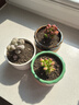 多肉植物組合盆栽小綠植花卉玉露大顆好養室內精品肉肉陽(yáng)臺喜光 虹之玉3-4cm加盆土 曬單實(shí)拍圖