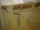 AIPHAROW泰國進(jìn)口羅漢苗熱帶觀(guān)賞魚(yú)活體鴻運泰金花紋紅德薩高爆頭率羅漢魚(yú) 沖量促銷(xiāo)套餐 曬單實(shí)拍圖