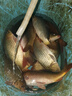 威拓森魚線主線日本進(jìn)口綁好釣魚主線臺(tái)釣線組魚線套裝pe線全套組合成品 7.2m【8字環(huán)款】3卷 2號(hào) 曬單實(shí)拍圖