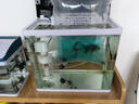 森悠（SARYOR）蝶尾金魚活體觀賞魚包金冷水魚苗 【五花蝶尾】7-8cm 曬單實拍圖