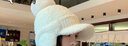 啄木鳥帽子女士冬季保暖護(hù)耳鴨舌帽防寒休閑百搭針織加絨加厚韓版毛線帽 咖色帽子【加絨保暖】 均碼高彈 曬單實(shí)拍圖