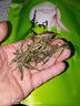 御溪山2025黃山毛峰綠茶新茶明前春茶安徽茶葉明前嫩芽禮盒裝袋裝罐裝 毛峰袋裝250g*1袋 曬單實(shí)拍圖