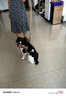 DidogPet狗狗牽引繩背心式胸背帶中大型犬狗脖套金毛德牧馬犬拉布拉多頸圈 洋氣棕牽引套裝 M：建議26-45斤 曬單實(shí)拍圖