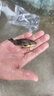 招財如意觀賞魚錦鯉大魚特大號耐活好養(yǎng)金魚冷水淡水風水魚招財大正紅白 六六大順（隨機顏色6條可指定） 8-10cm 曬單實拍圖