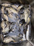 海龍王3260魚(yú)線100米臺(tái)釣線主子線強(qiáng)拉力耐磨尼龍線釣魚(yú)線黑坑競(jìng)技釣線 主線（藍(lán)色）100米一盤(pán) 1.5號(hào) 曬單實(shí)拍圖