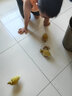 寵物鴨活物小黃鴨活體網(wǎng)紅小鴨子活寵物幼崽鴨活苗兒童寵物活鴨子 寵物小黃鴨飼料1斤 曬單實(shí)拍圖