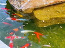 統一寶多福 錦鯉飼料魚(yú)食魚(yú)糧專(zhuān)業(yè)魚(yú)池漁場(chǎng)飼料10kg/20kg主食育成色揚 寶多福：20kg 主食 S 小顆?！?適合體長(cháng)10-25cm錦鯉 】 曬單實(shí)拍圖