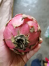 云南正宗金都一號火龍果紅心新鮮采摘產(chǎn)地直供 帶箱9-10斤特大果【6-9個】 曬單實拍圖
