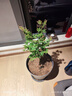 虹越（HONGYUE）進(jìn)口紅楓樹(shù)苗大苗盆栽苗 庭院經(jīng)典季節變色植物 【國產(chǎn)】阿里阿德/仙女（1加侖） 曬單實(shí)拍圖