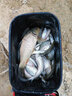 力丸 日本進(jìn)口尼龍魚(yú)線超柔軟不打卷子線原絲 子母線競(jìng)技黑坑超強(qiáng)拉力釣魚(yú)線主線 深紫色抗沖擊主線50米+子線50米 主線3.0+子線2.0 曬單實(shí)拍圖