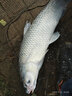 中西釣線 大物夢(mèng)魚線強(qiáng)勁拉力尼龍線 黑坑線釣大魚線大物釣魚線臺(tái)釣線 子線6.0 曬單實(shí)拍圖