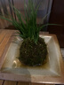 菖蒲盆景水養菖蒲草苔蘚球盆栽植物室內生態(tài)綠植造景四季青好養活 苔蘚球金錢(qián)菖蒲（不含托） 曬單實(shí)拍圖