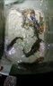 漁家傲釣黃顙魚(yú)餌料野釣昂刺魚(yú)餌專(zhuān)用黃骨魚(yú)窩料黃辣丁誘魚(yú)劑餌料添加劑 昂刺魚(yú)餌200克3包 曬單實(shí)拍圖