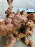 潮汕南姜 新鮮精選姜塊 產(chǎn)地現(xiàn)挖直發(fā)食用農(nóng)產(chǎn)品牛羊肉去膻調(diào)味品 2500g 曬單實(shí)拍圖