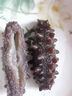 參百味大連直發(fā)開(kāi)袋即食海參野生底播遼參獨立包裝海鮮禮盒 1500g 21-30只 9S高營(yíng)養 曬單實(shí)拍圖
