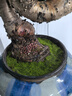 造景鮮活苔蘚微景觀(guān)青苔景觀(guān)植物鋪面短絨小灰蘚搭配庭院桌面盆栽 紗布苔蘚 紗布短絨蘚16*10cm-3片裝/盒 曬單實(shí)拍圖