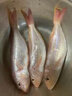 潮海堂深海金線魚(yú)一夜埕云夢(mèng)魚(yú)刀鯉腌制一夜咸魚(yú)海鮮水產(chǎn)冷凍年貨送禮 金線魚(yú)450g/袋（2-3條）一夜埕 曬單實(shí)拍圖